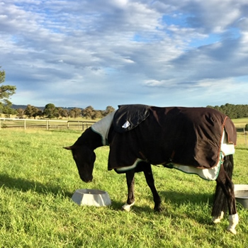Ballo Dressage stables