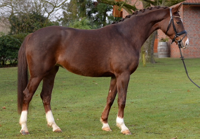 Ballo Dressage Flamenca