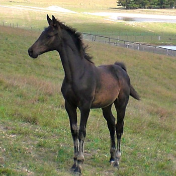 Rajastar