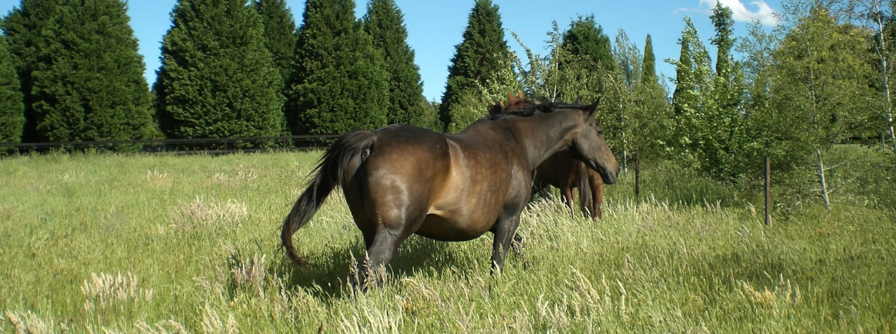 Ballo dressage stables