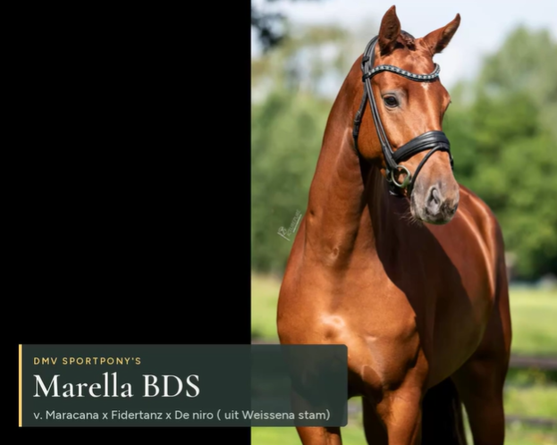Marella BDS