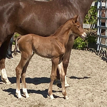 marella BDS foal
