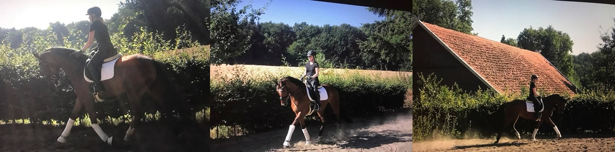 Ballo Dressage Stables